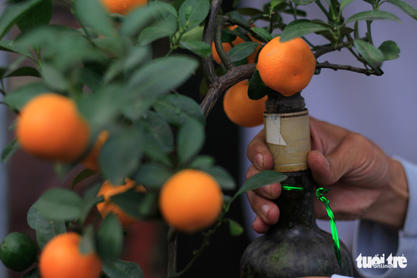 Kumquat trees grown inside glass bottles can still bear many aesthetically good-looking fruits fit for home decoration. Photo: Nguyen Hien / Tuoi Tre