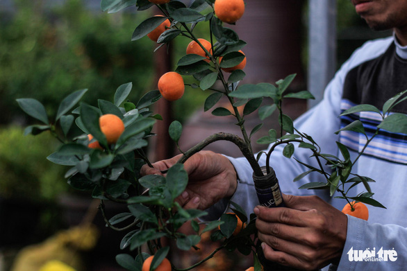 Phan Minh Quang tends to a kumquat bonsai tree grown inside a glass bottle. Photo: Nguyen Hien / Tuoi Tre