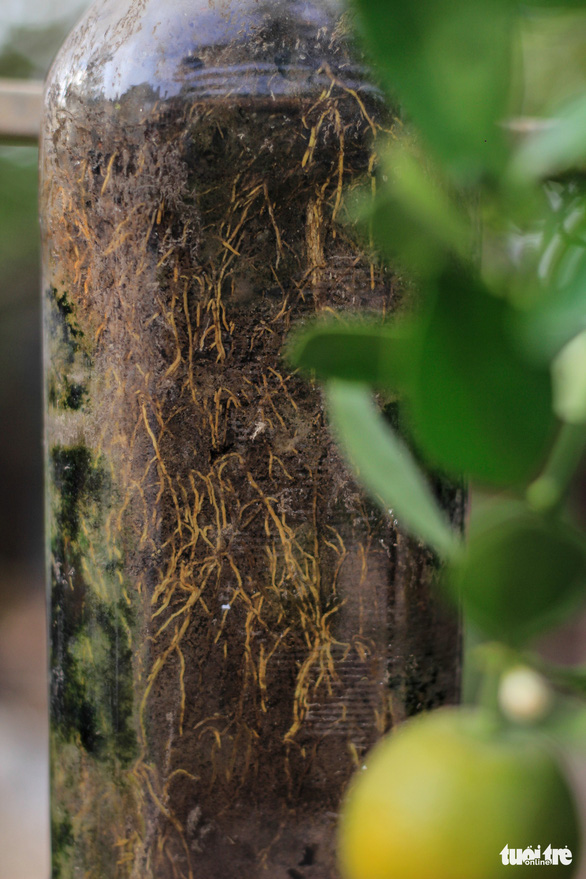 The root system of a kumquat tree is clearly visible when grown inside a glass bottle. Photo: Nguyen Hien / Tuoi Tre