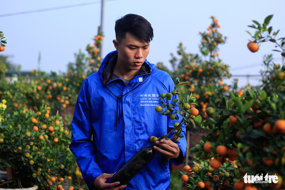 A customer inspects a kumquat bonsai tree grown inside a glass bottle. Photo: Nguyen Hien / Tuoi Tre