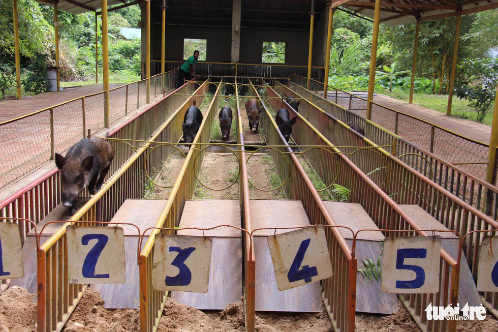 The moment they are released, all seven wild boars quickly rush to the finish line. Photo: Thai Thinh / Tuoi Tre