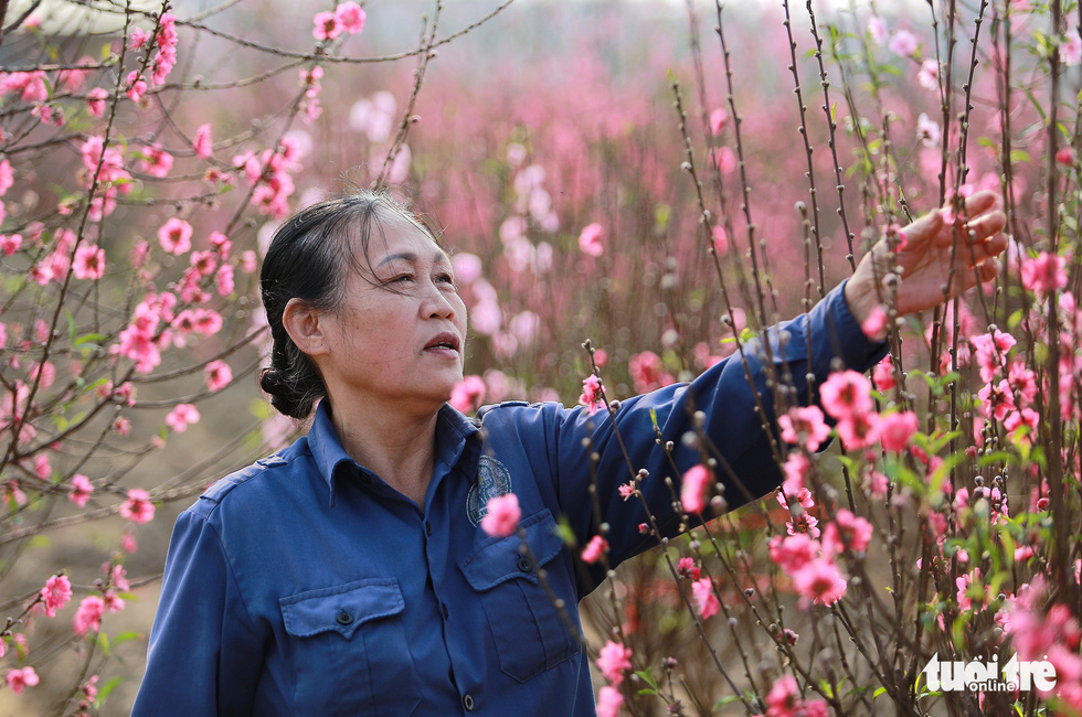 A farmer is seen taking care of peach blossom trees at a farm in Hanoi. Photo: Nam Tran/Tuoi Tre
