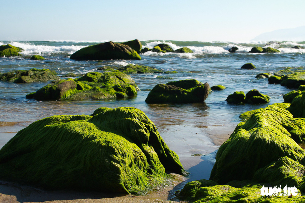 Moss-covered rocks at Da Nang beach turn Instagrammable for young Vietnamese