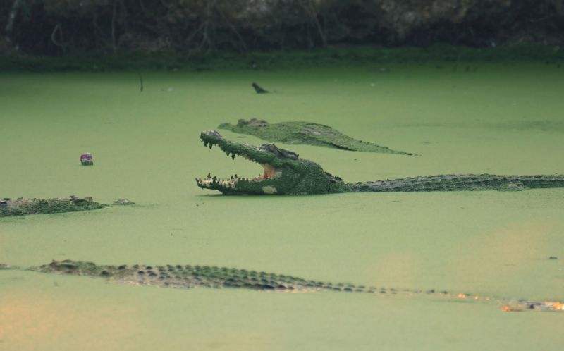 Crocodile mauls Indonesian to death in Malaysia: police