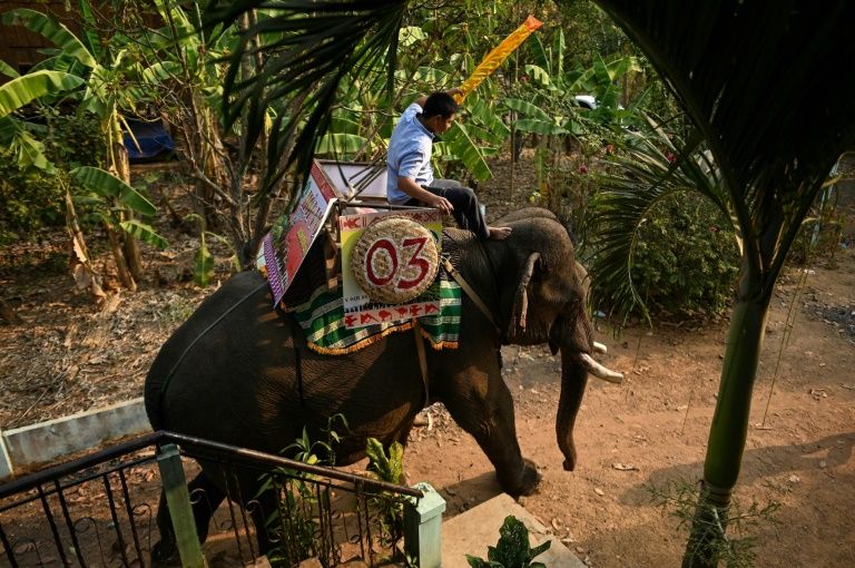 Mahout Y Hoi Bya rides his elephant Kham Sinh in Vietnam's central highlands of Dak Lak province. Photo: AFP