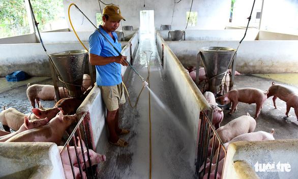 A farmer in Dong Nai Province sterilizes his pigs. Photo: Quang Dinh / Tuoi Tre  