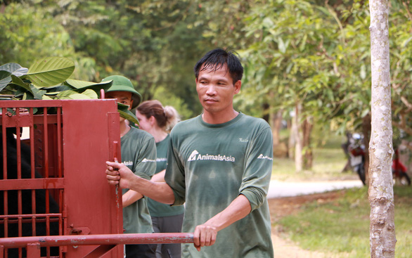 Dao Anh Tuan moves a bear at Vietnam Bear Rescue Center in Vinh Phuc Province, northern Vietnam. Photo: Thuy Trinh / Tuoi Tre