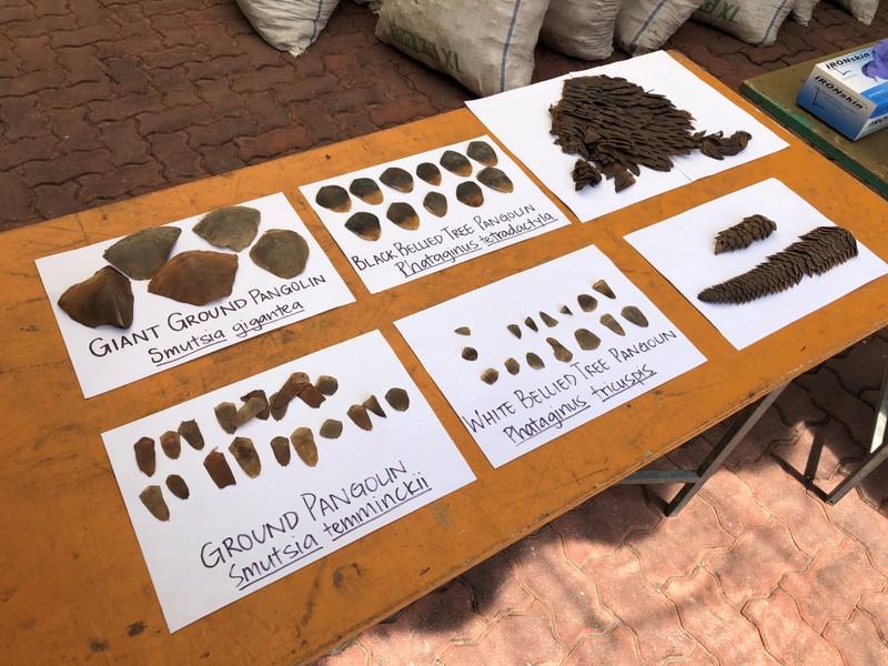 Singapore seizes record haul of pangolin scales enroute to Vietnam