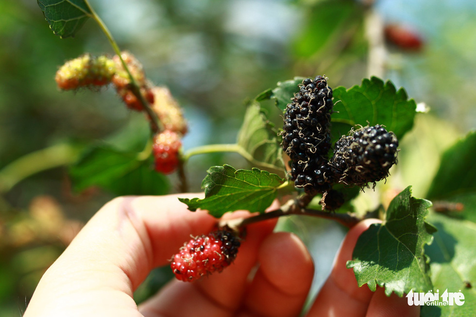 When mulberries ripen, they slowly turn black. Photo: Tan Luc / Tuoi Tre