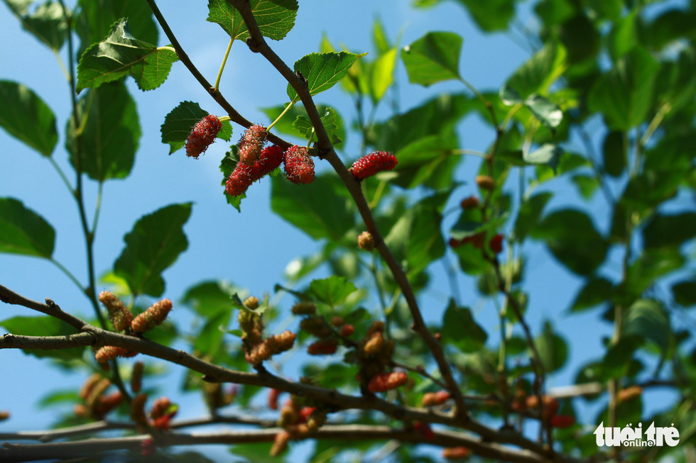 Young mulberries are red in color and taste a little sour . Photo: Tan Luc / Tuoi Tre