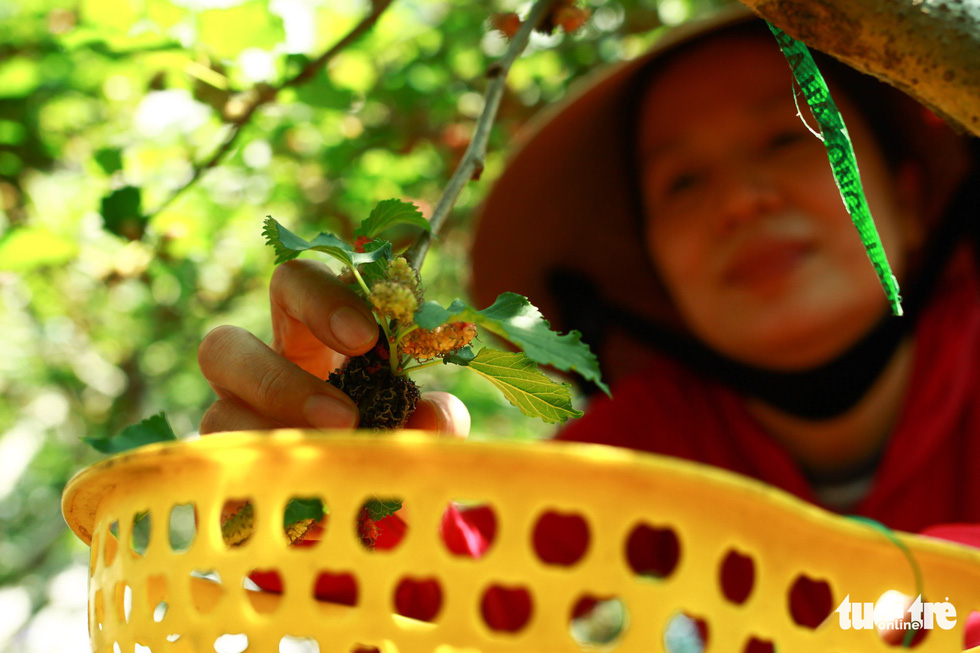 A close-up of a mulberry grown in Hoi An City, Vietnam. Photo: Tan Luc / Tuoi Tre