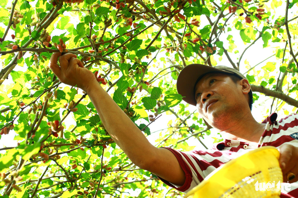 Le Van Chinh picks ripe mulberries from a tree in Hoi An City, central Vietnam. Photo: Tan Luc / Tuoi Tre