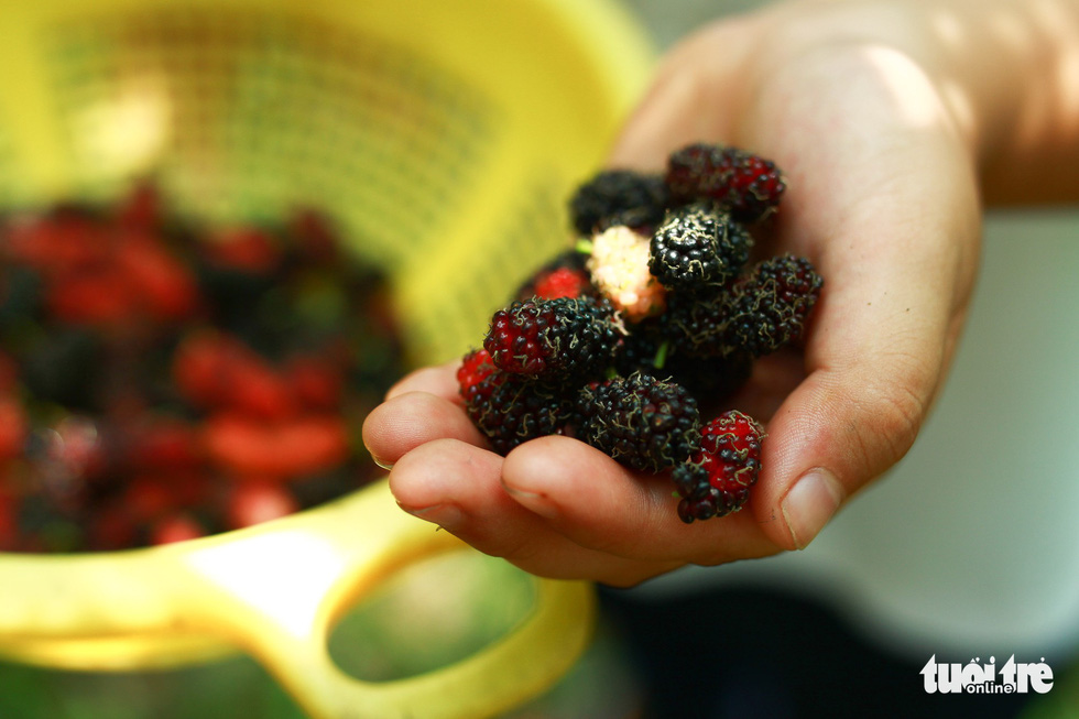 Fresh mulberries are in season in Hoi An City, Vietnam. Photo: Tan Luc / Tuoi Tre.