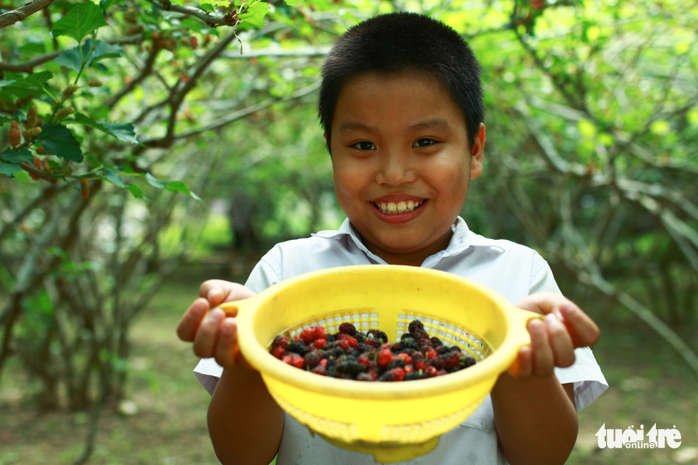 Le Van Chinh’s son holds a basket of freshly-picked mulberries in excitement. Photo: Tan Luc / Tuoi Tre