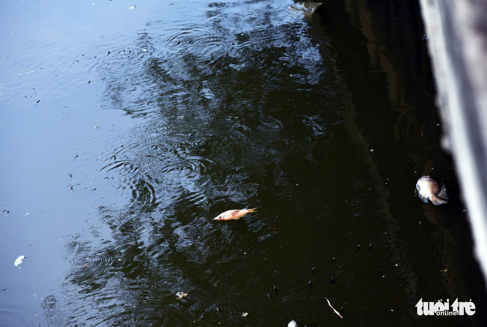 Floating bodies of dead fish are seen on the Nhieu Loc – Thi Nghe canal in Ho Chi Minh City on April 18, 2019. Photo: Duyen Phan / Tuoi Tre