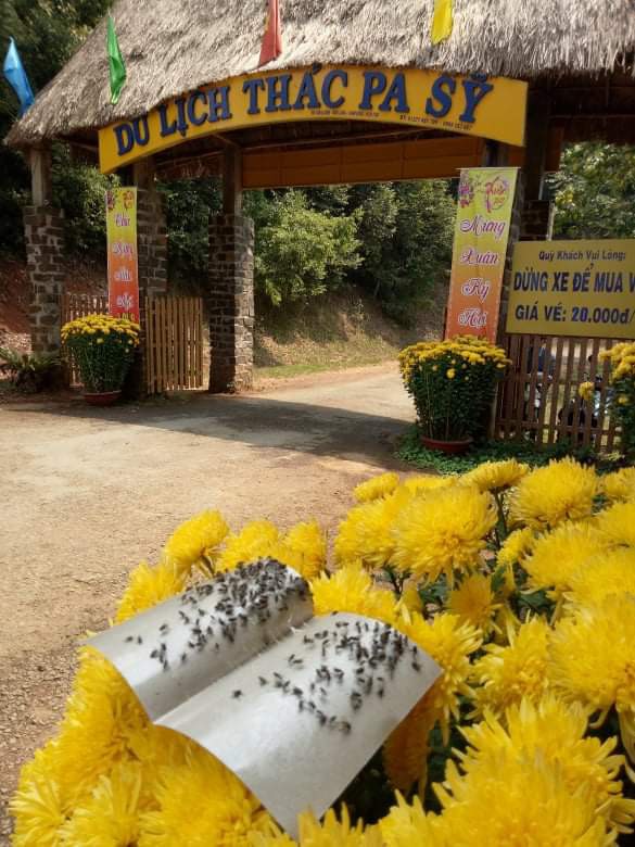 Flies stuck to fly paper placed in front of the entrance of the Pa Sy Waterfall tourism area in Kon Plong District, Kon Tum. Photo: Tran Ha / Tuoi Tre