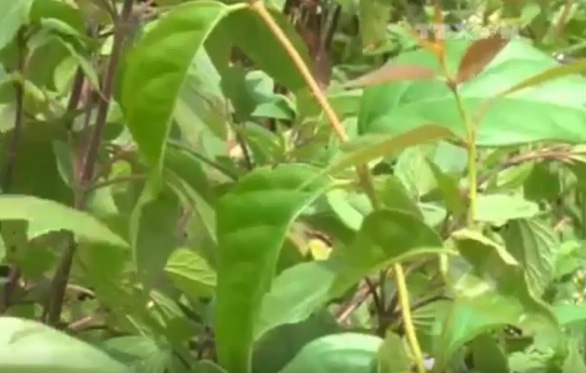 In Vietnam, four hospitalized after family accidentally treats guest to poisonous leaves