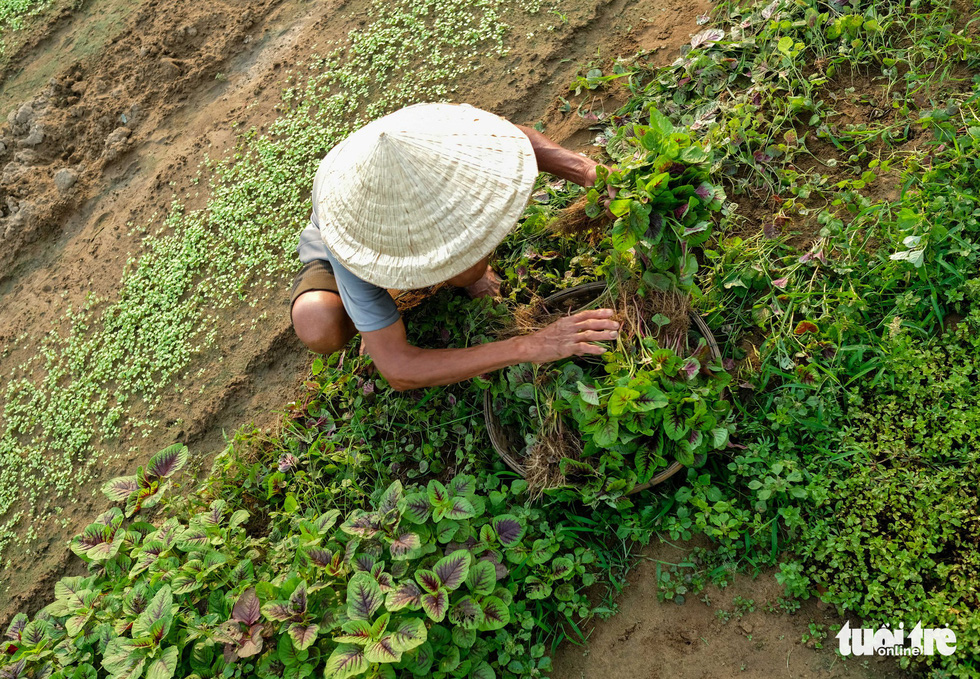 A farmer collects vegetables in Tra Que vegetable village in Hoi An, Quang Nam, central Vietnam. Photo: Mai Vinh / Tuoi Tre