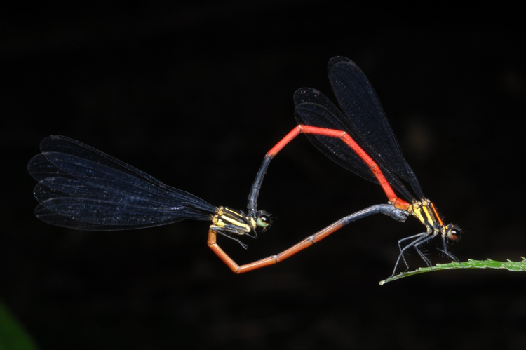A pair of dragonflies mating. Photo: Thien Dieu / Tuoi Tre