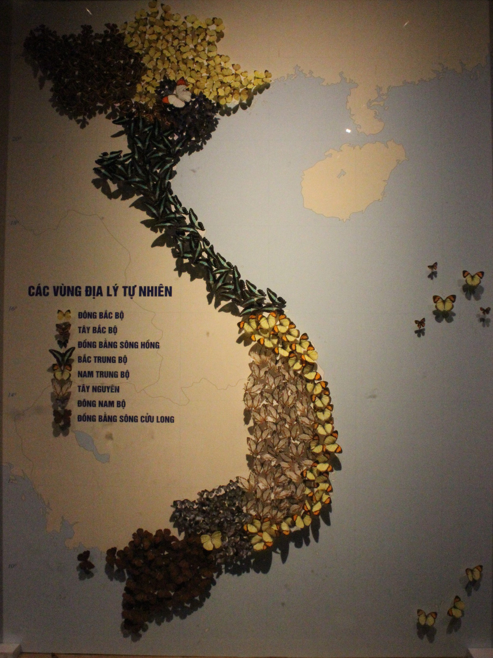 A map of Vietnam made from different species of butterfly on display at the Vietnam Museum of Ethnology, in Hanoi. Photo: Thien Dieu / Tuoi Tre
