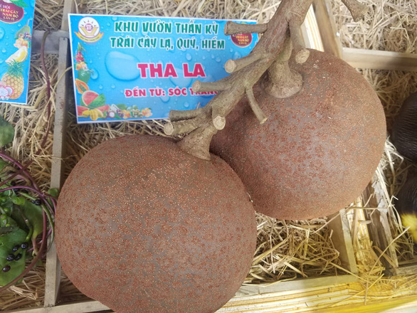 ‘Tha la,’ or cannonball tree fruits, originating from the Mekong Delta province of Soc Trang