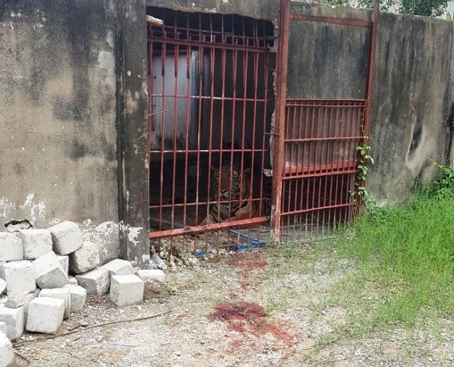 The tiger’s cage where Quoi was attacked on June 4, 2019. Photo: T.D. / Tuoi Tre