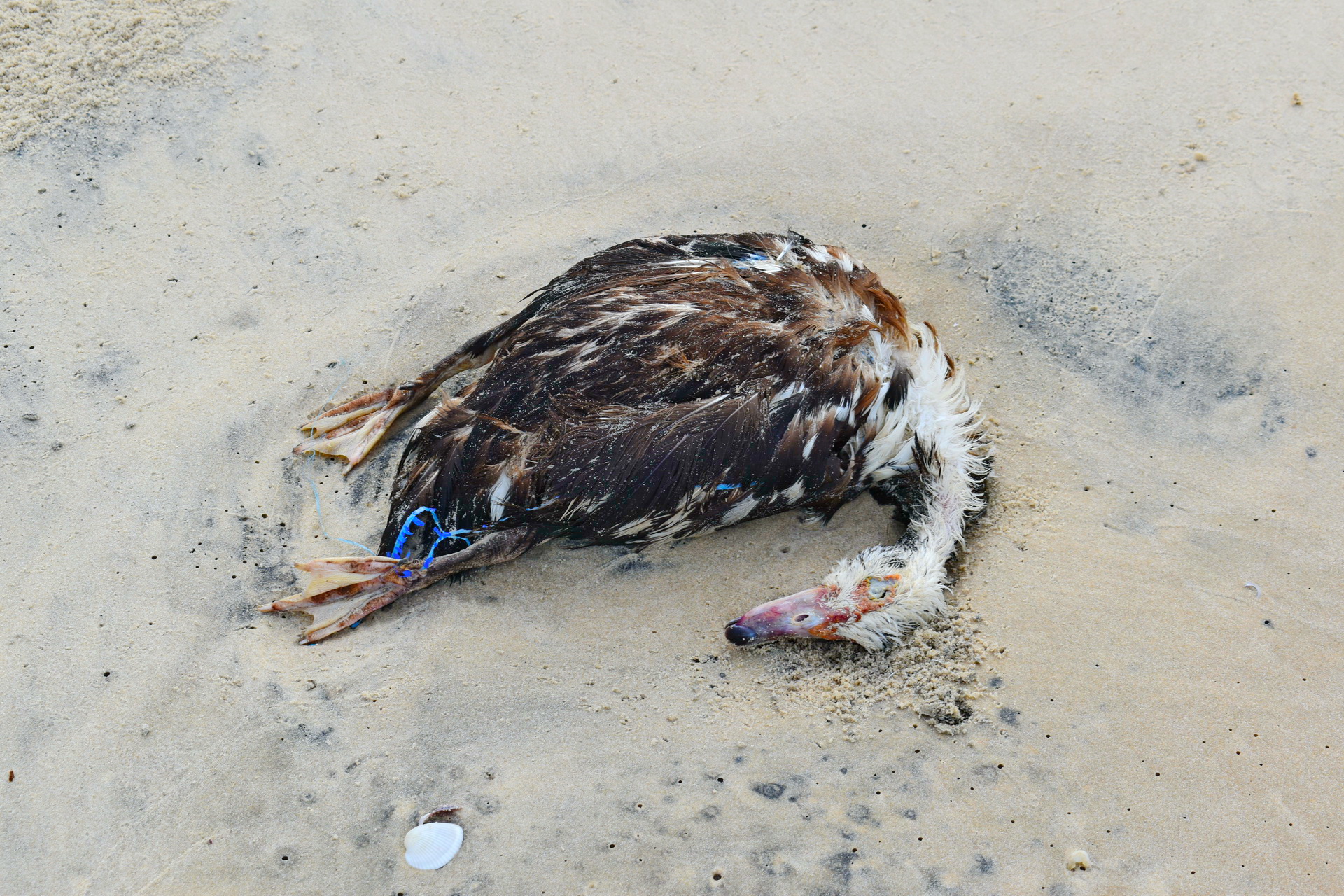 A dead bird washes up on shore at the Ke Ga Beach in Binh Thuan Province, Vietnam. Photo: Tuan Son / Tuoi Tre News