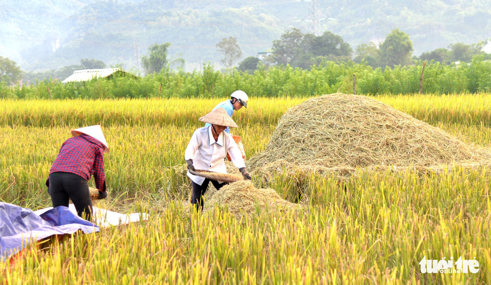 Farmers work on Muong Tac Paddy Field to collect rice grain. Photo: Nguyen Huong / Tuoi Tre