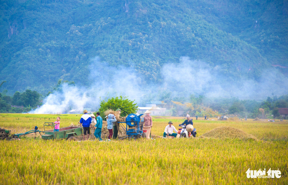 Farmers work on Muong Tac Paddy Field to collect rice grain. Photo: Nguyen Huong / Tuoi Tre