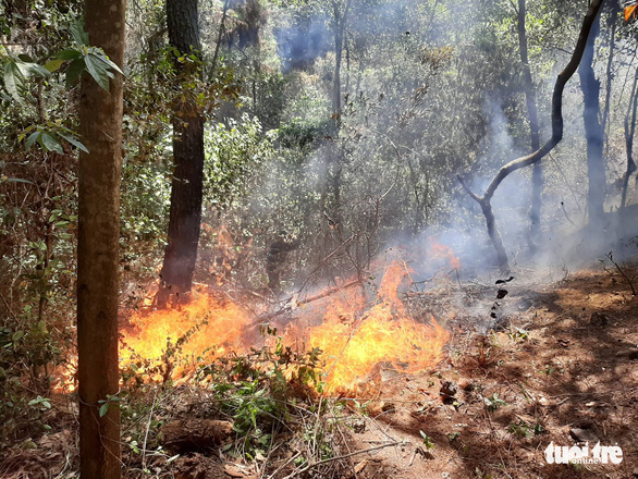 North-central Vietnam’s forests engulfed in five wildfires in one day ...