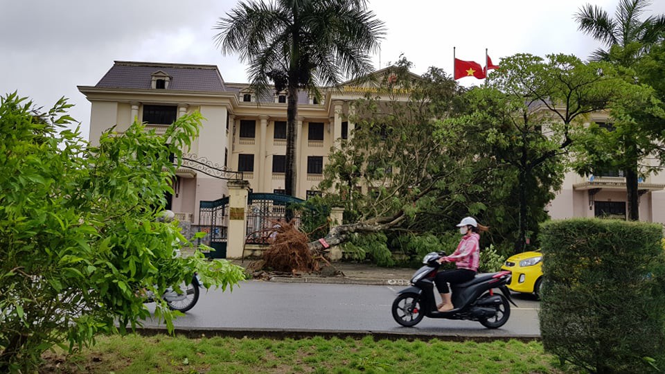 A tree is uprooted in the northern city of Hai Phong. Photo: Tien Thang / Tuoi Tre