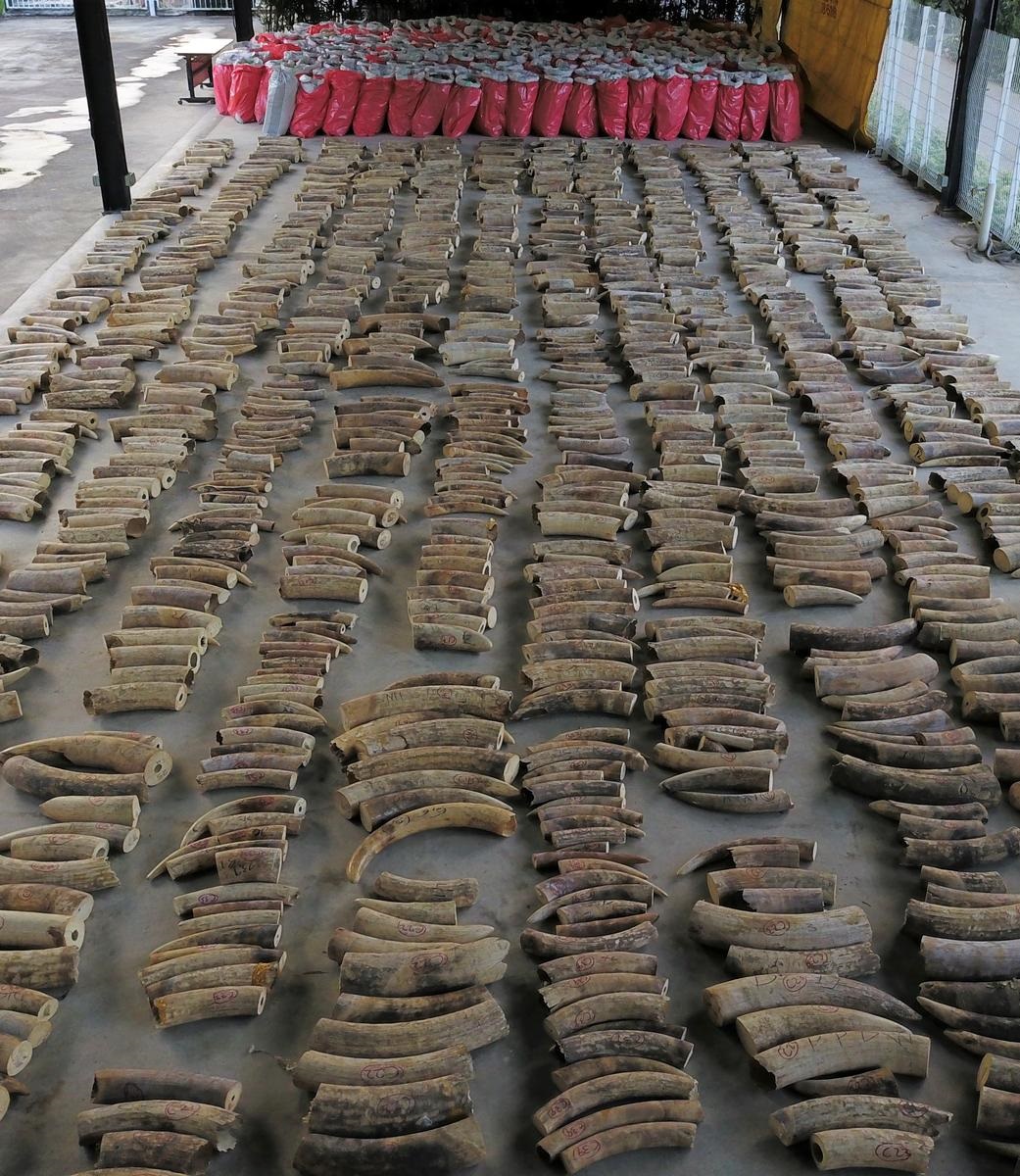 Singapore seizes ivory from nearly 300 elephants in record haul bound for Vietnam