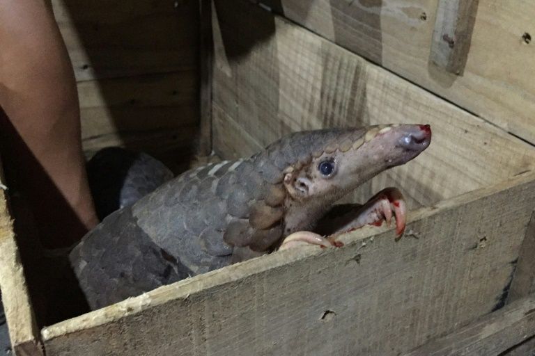 The small, docile pangolin is the most trafficked animal in the world. Photo: AFP