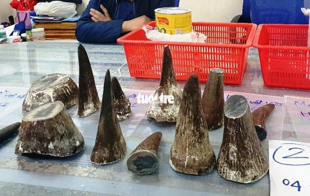 Vietnamese toddler suffers severe poisoning after drinking rhino horn ...