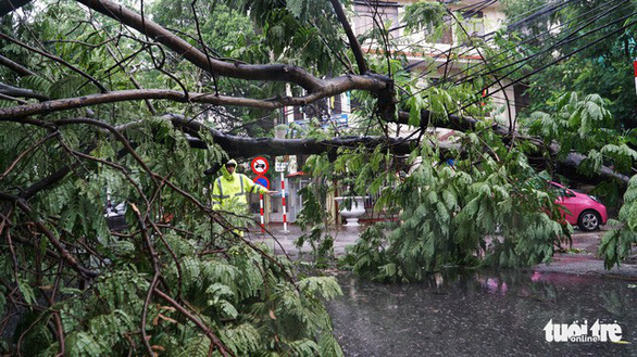 A fallen tree is seen in the aftermath of typhoon Wypha in Hai Phong, northern Vietnam, August 3, 2019. Photo: Tien Thang / Tuoi Tre