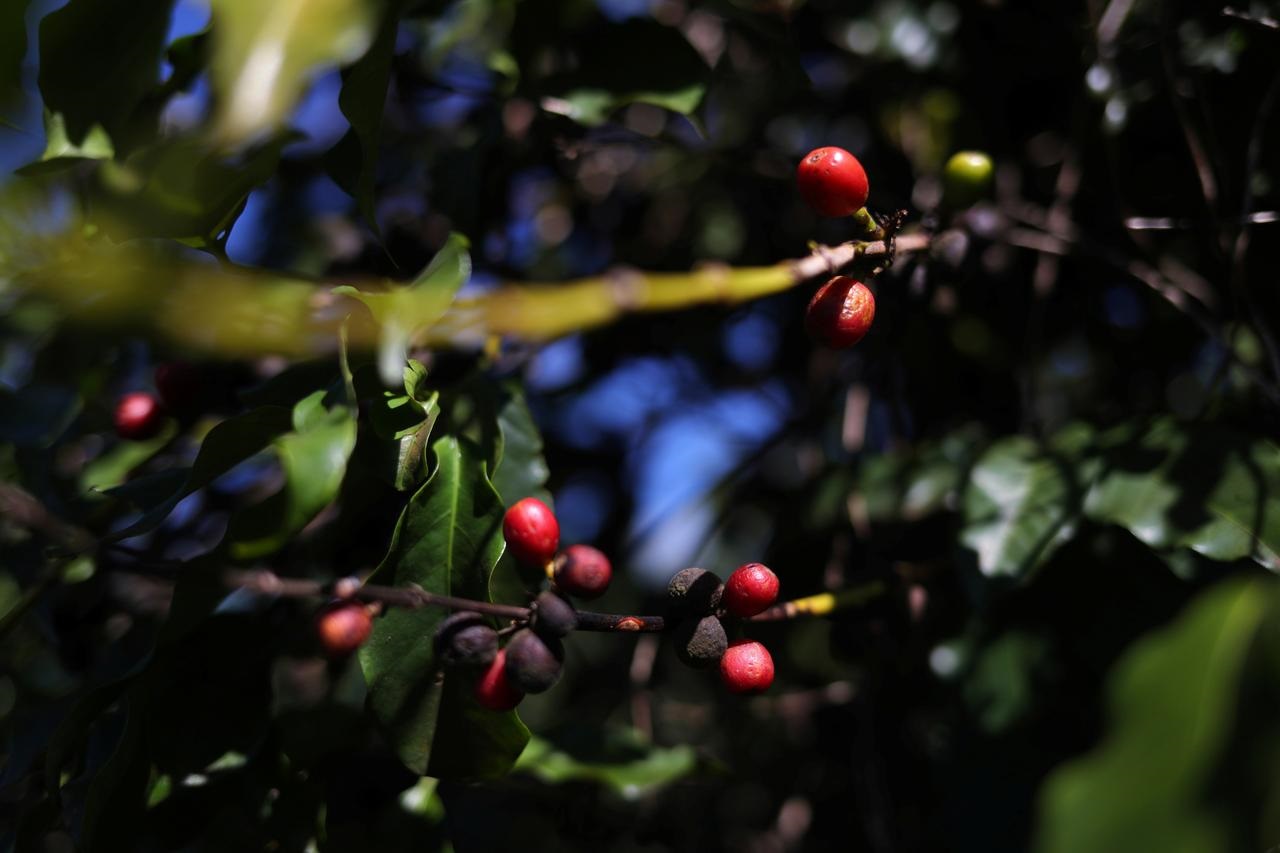 Coffee cherries are seen in a plantation in the town of Sao Joao da Boa Vista, Brazil June 6, 2019. Photo: Reuters