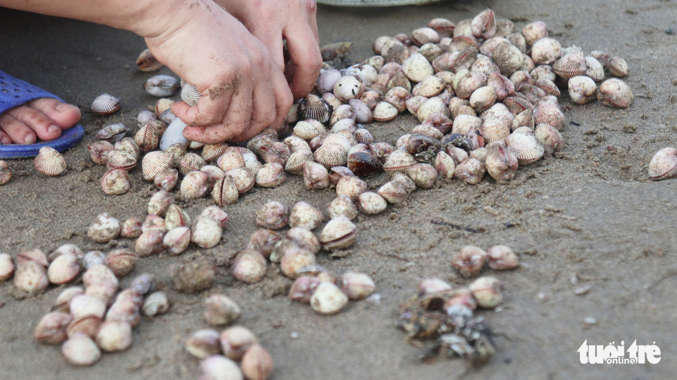 Shellfish washed ashore after storm are seen at Cua Lo Beach in north-central province of Nghe An, August 30, 2019. Photo: Doan Hoa / Tuoi Tre