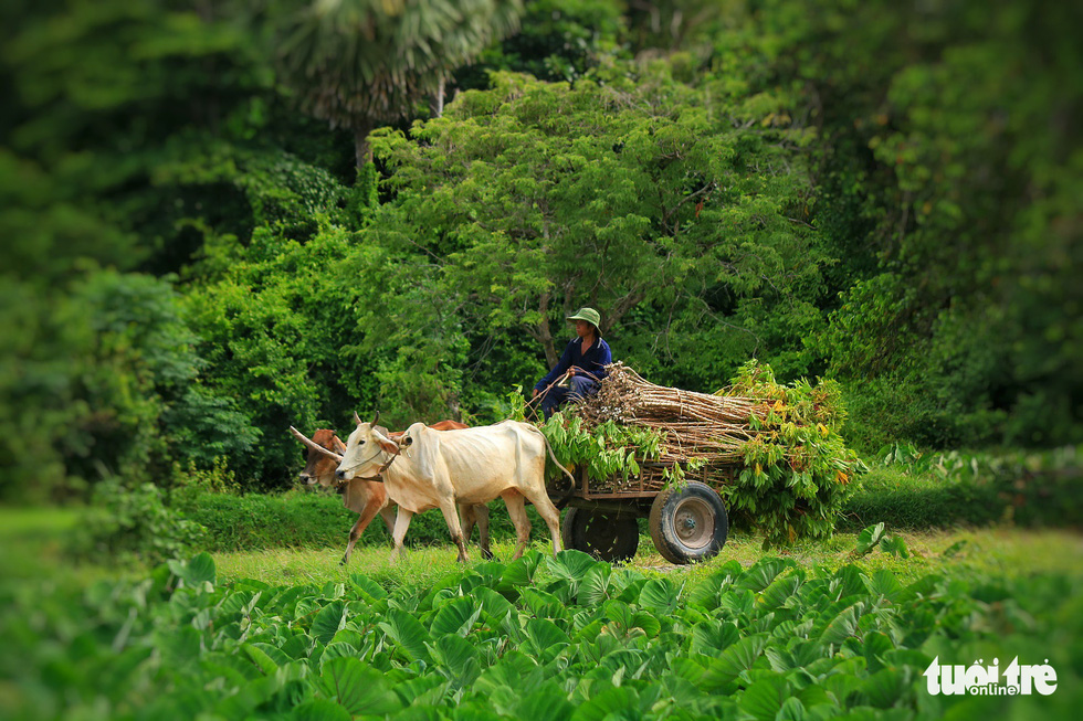 A man drives a cow cart on a trail amid rice paddies in Tri Ton District, An Giang Province, southern Vietnam. Photo: Nguyet Nhi / Tuoi Tre
