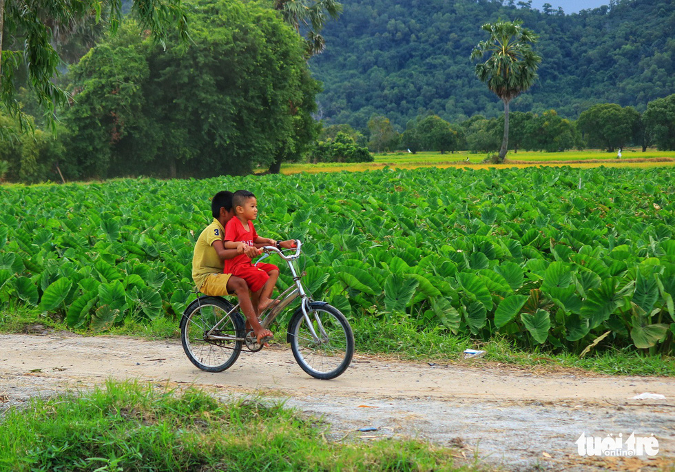 Two children ride a bike on a trail amid rice paddies in Tri Ton District, An Giang Province, southern Vietnam. Photo: Nguyet Nhi / Tuoi Tre