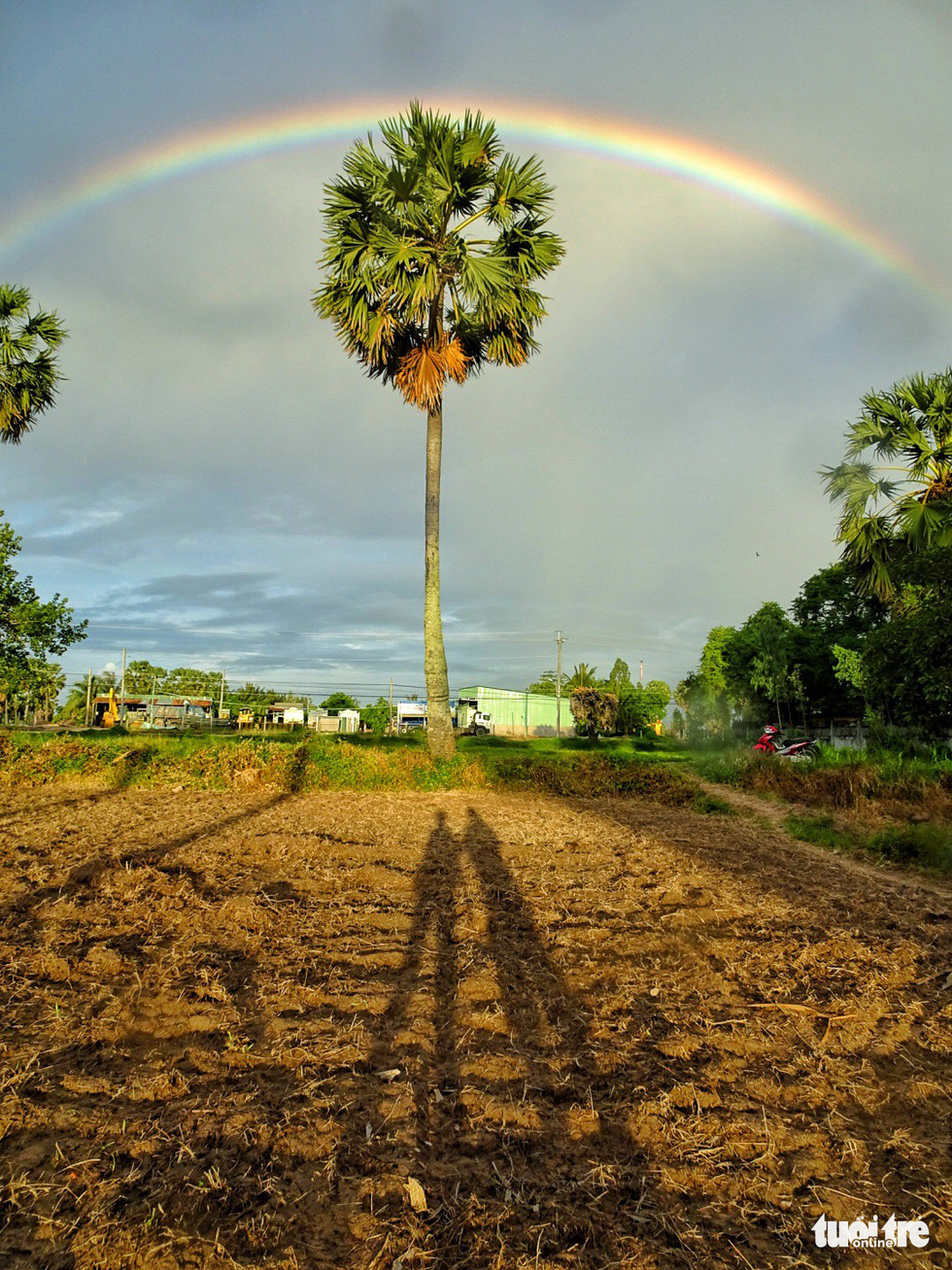 A rainbow crosses over a palm tree in a paddy field in Tri Ton District, An Giang Province, southern Vietnam. Photo: Nguyet Nhi / Tuoi Tre