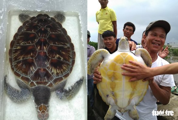 Vietnamese farmers set accidentally-caught rare turtle free despite purchase offer