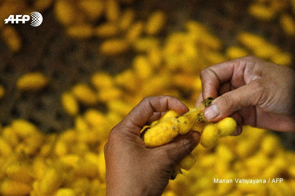 <em>Cocoons are processed at the Co Chat village in Vietnam. Photo:</em> AFP