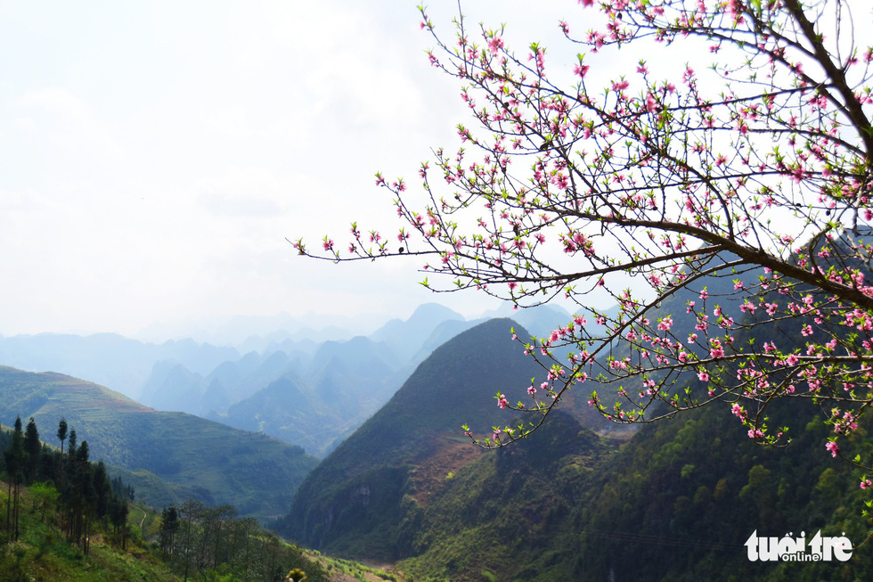 Peach blossom bloom in Dong Van District, Ha Giang Province, Vietnam. Photo: Quang Dinh / Tuoi Tre