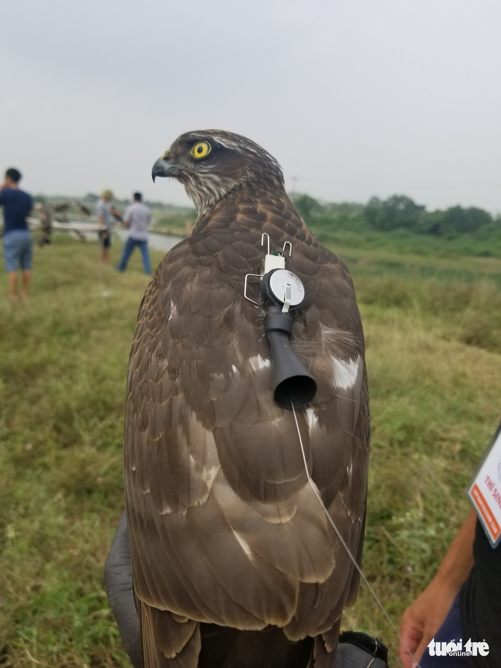 An electronic bell is attached to a raptor to locate its position in the air at the 5th Northern Vietnam Birds of Prey Contest in Hanoi, October 27, 2019. Photo: Ha Thanh / Tuoi Tre