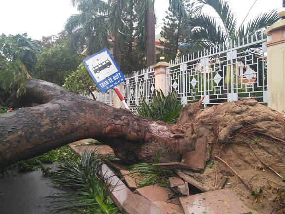 A large, uprooted tree in Quy Nhon. Photo: Huynh Hieu / Tuoi Tre
