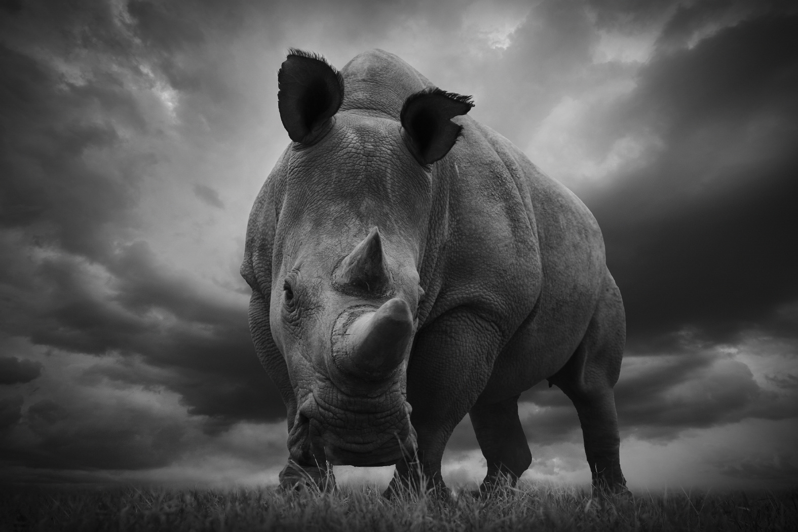 A rhino in Africa. Photo: Bjorn Persson