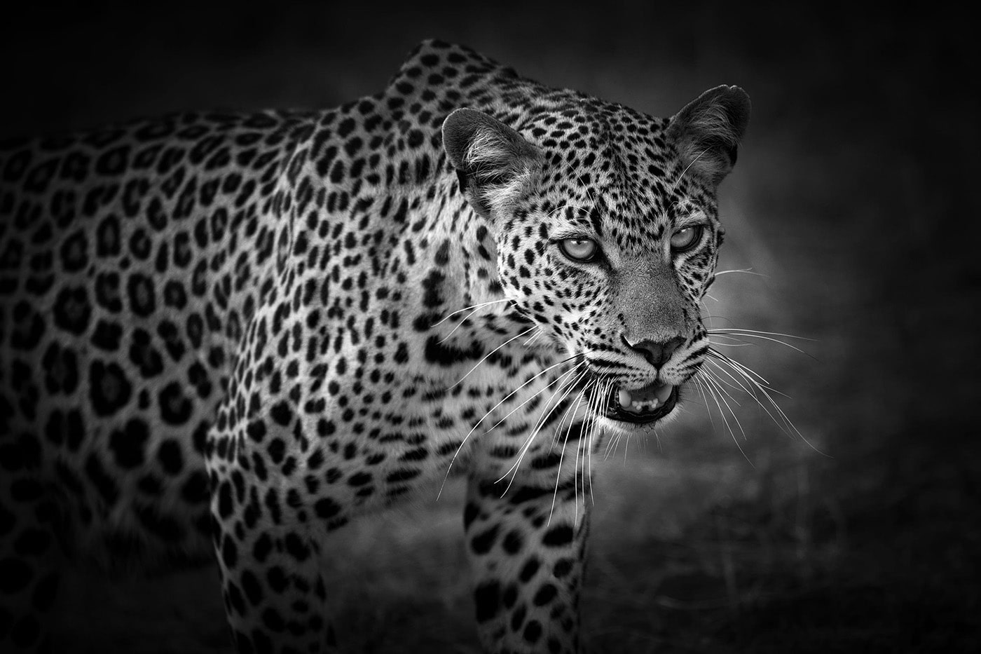 A jaguar. Photo: Bjorn Persson