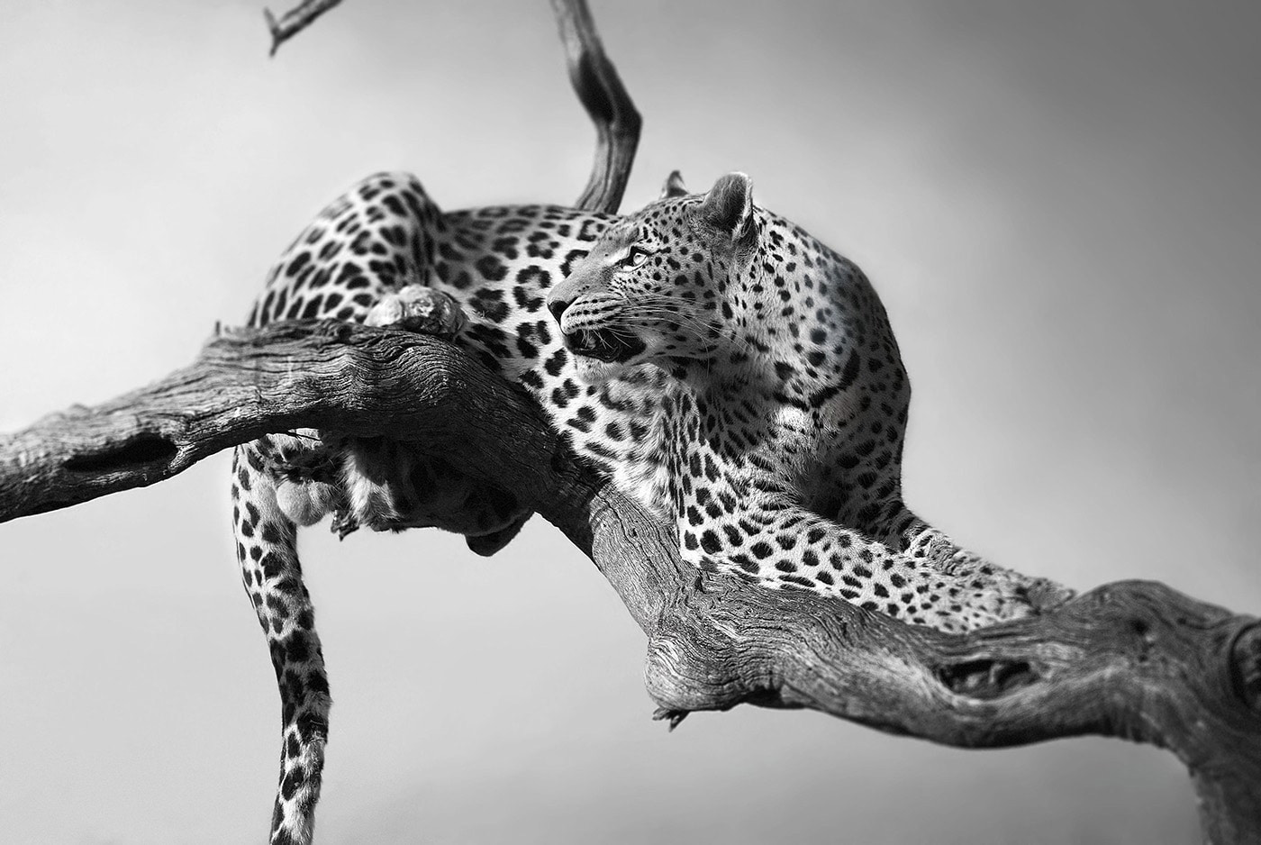 A jaguar. Photo: Bjorn Persson