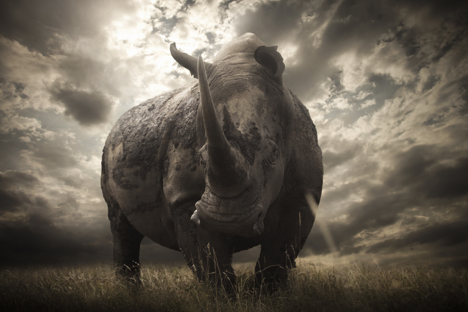 A rhino in Africa. Photo: Bjorn Persson