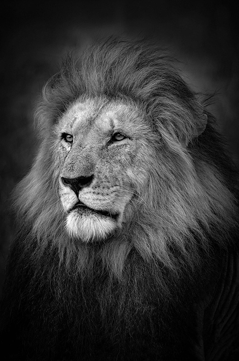 A male lion in Kenya. Photo: Bjorn Persson